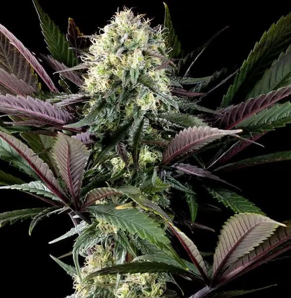 Apple Fritter Seed > Kannabia Seeds | Feminized Cannabis   |  Indica